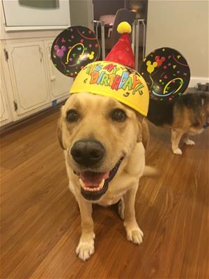 Regatta, a facility dog, celebrates a birthday. 