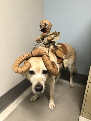 Regatta, a facility dog, in costume!